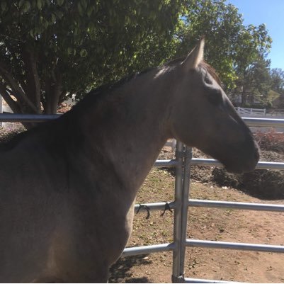 The California Vaquero Horse Association is dedicated to preserving the Spanish horse of California that was bred by Spain from their conquest horses.