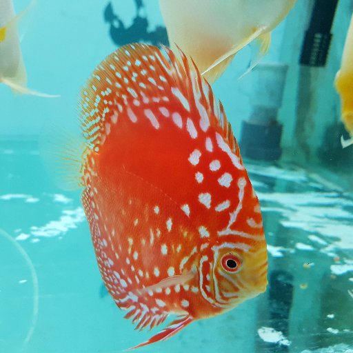 Especialistas en discos y únicos en españa en belleza de peces disco.