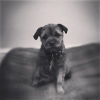 Bordermanstan (@bordermanstan) 's Twitter Profile
