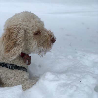 adeyoungsphsuk1's profile picture. Head of Science at St Peter’s High School Gloucester. When the sunshines ......