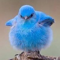 mago_nago's profile picture. 成人済みです。