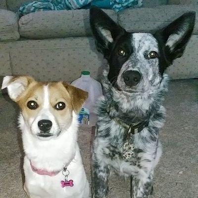 BayleeAndSawyer's profile picture. Baylee- Jack Russell & Papillon mix. Born on May 3rd 2017.
Sawyer-Border Collie & Australian Cattle Dog (Blue Heeler) mix. Born on September 13th 2017