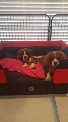 HI! we are Indie the Boxer and Brooks the Cavalier King Charles, and 2gether we are Boxalier! We are best friends, we do everything and go everywhere 2gether!