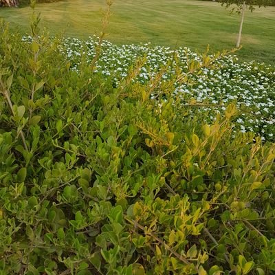 Areezone5's profile picture. کھوپڑیEmpty