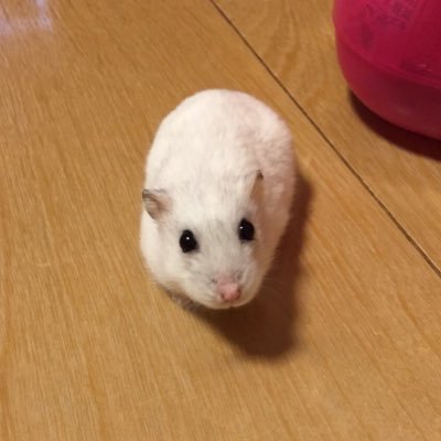 Uraraさんのプロフィール画像