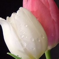 امين عادل (@5wbvdueufzrpprw) Twitter profile photo