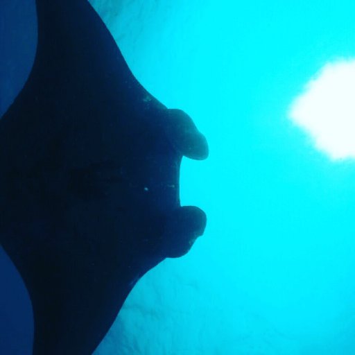 kazumasa374's profile picture. My Hobby is スキューバダイビング🐠Baliバリ Thailandタイ Maldivesモルディブ Australiaオーストリア