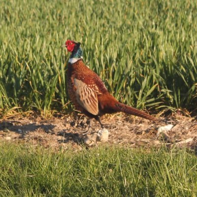 emanuFuma's profile picture. 