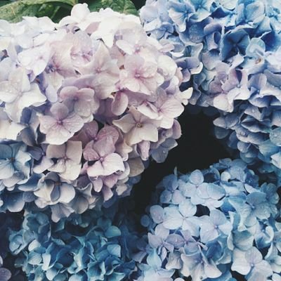 PururinS's profile picture. 