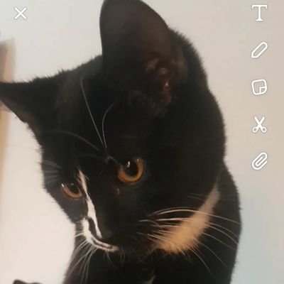 spiritkat3's profile picture. 