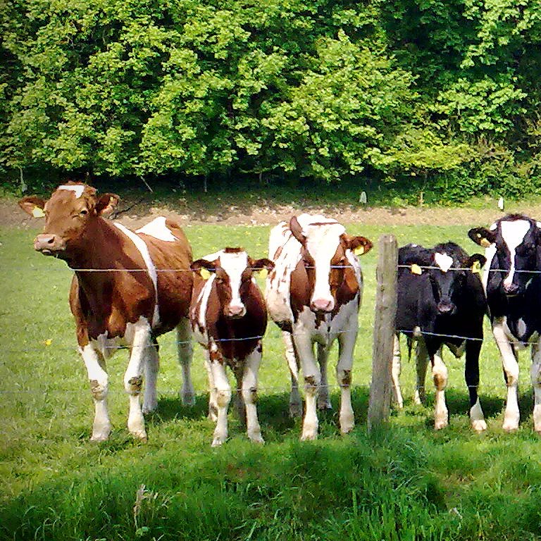 alfresnews's profile picture. #news #fun #switzerland #london