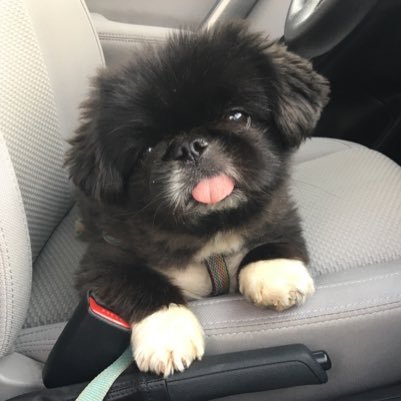 I’m a Pekingese living in NC. I love making new friends, posing for pictures, and chasing squirrels!