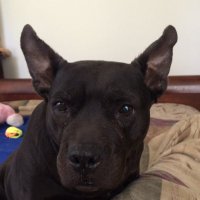 Michelle (@pittboxerlover) 's Twitter Profile
