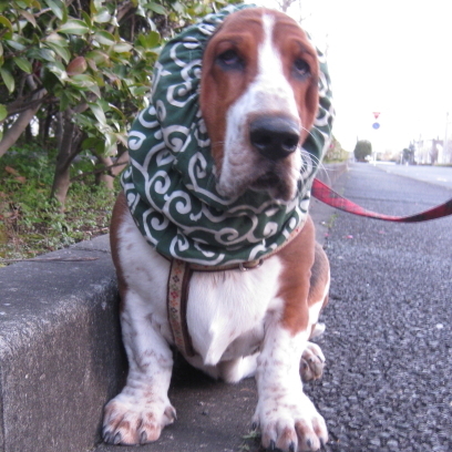 ZiggyTheBasset's profile picture. I am a Basset Hound.
my family call me Ziggy.
i love eating meat and biting books, woods and something like that.