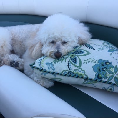 CarolBeth99's profile picture. 🏴󠁧󠁢󠁷󠁬󠁳󠁿🇺🇸🦖