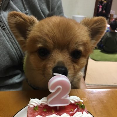 Mintchoco 同等の2人 喧嘩するほど仲がいい 犬 仲良し ダウン症 ぽめちわ 5年生