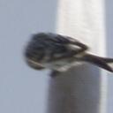 Ron Kee - @CommonRedpoll - Twitter