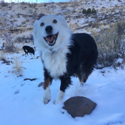 sydneyneff02's profile picture. bite me