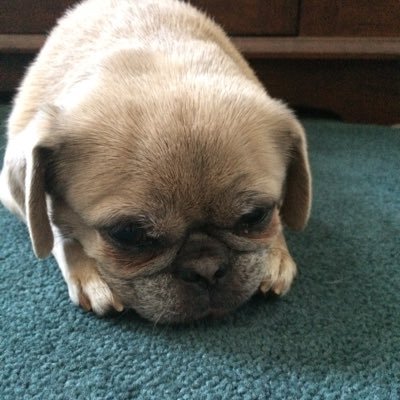 AllisonCaly's profile picture. 