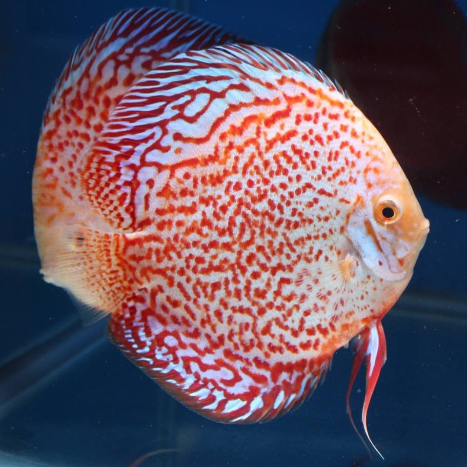 Discover some of the rarest fish in the world at Uncle Sam's Discus!  Located in Canoga Park, California, we specialize in discus fish products.