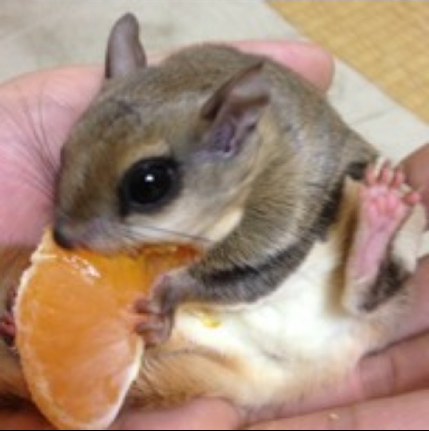 fusegiさんのプロフィール画像