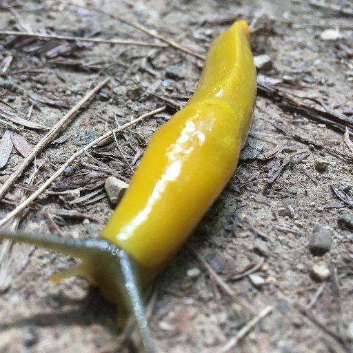 HMBSlug Profile Picture