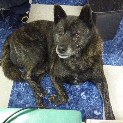 kasuyakasuya01's profile picture. 有限会社　粕屋車輌です。
福岡県古賀市にて営業しております。
新車・中古車の販売、買い取り、車検、
修理、板金、塗装等当店にお任せ下さい。
住所　福岡県古賀市筵内1184-4 
営業時間10:00〜19:00 
定休日　無し　
ＴＥＬ ０９２－９４０－０５５５