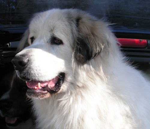 Lisa_bus_lady's profile picture. 