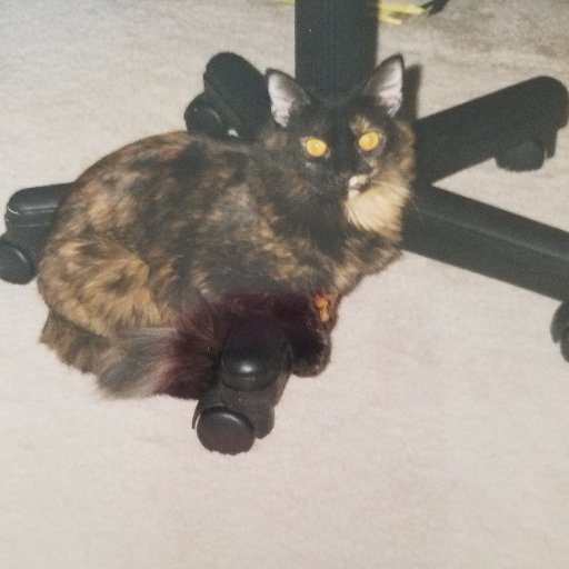 thelandofsugar's profile picture. Think how boring life would be if we were all the same.#termlimits #fitness #gym  #cats