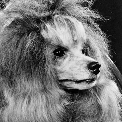 pettypetite's profile picture. When the going gets weird, the weird turn pro.