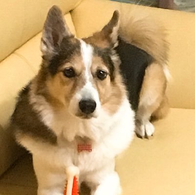 corotamamaさんのプロフィール画像