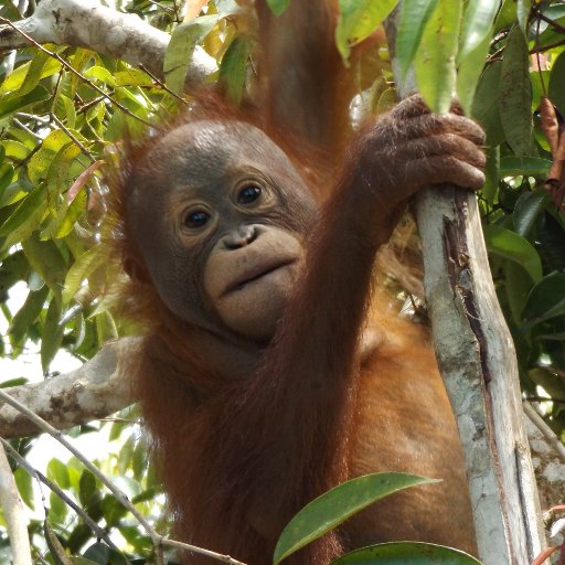 OrangutanSurvey's profile picture. 