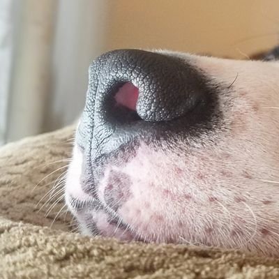 StarkiusMaximus's profile picture. 