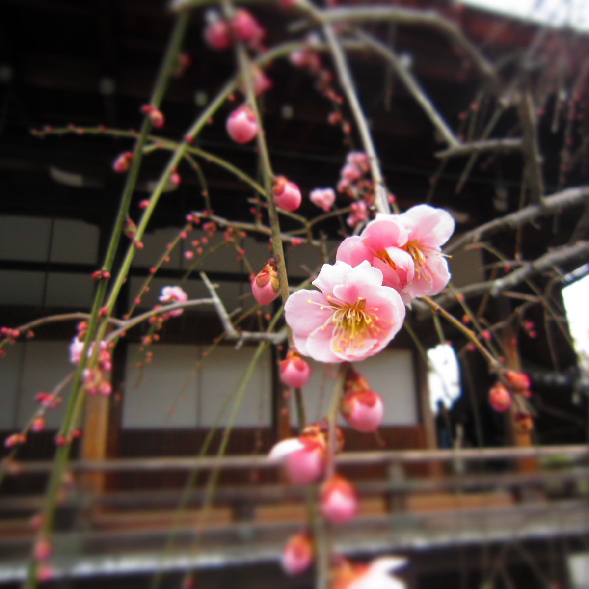 お菓子/旅行/写真