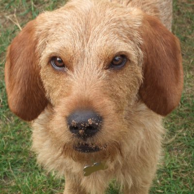 panda_hounds's profile picture. Loads of Long furry ears = a Basset Fauve, a Griffon Fauve & Nivernais