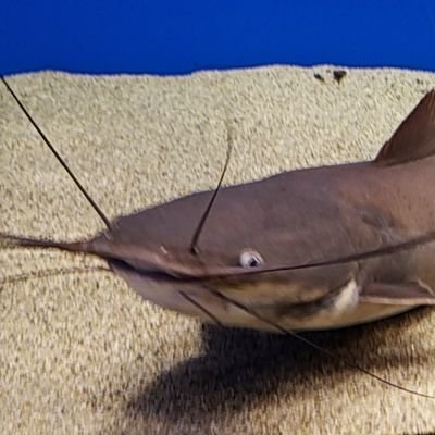 pmaccho's profile picture. 