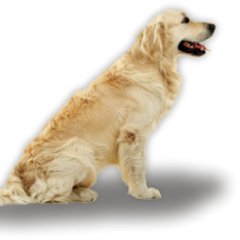 The Best Dog Food Information Place for a Dog Owner.