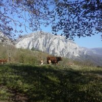 OASUNED (@unedoas) 's Twitter Profile
