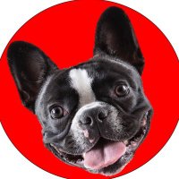 French Bulldog Fan Page(@Frenchies_Rule) 's Twitter Profile Photo