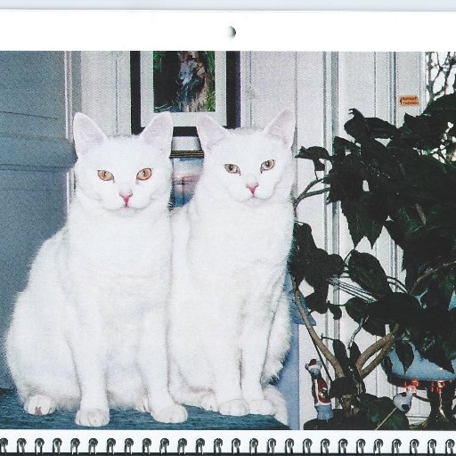 christinafarns3's profile picture. Working with animals & animalprotection, especially swedish large carnivores, against poaching all over the world. Cares about our oceans & its inhabitants.