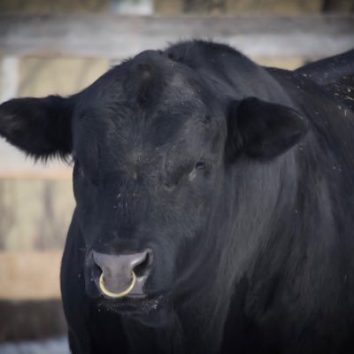 Lone Star Angus