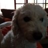 Demogorgon68's profile picture. Esto es asi
