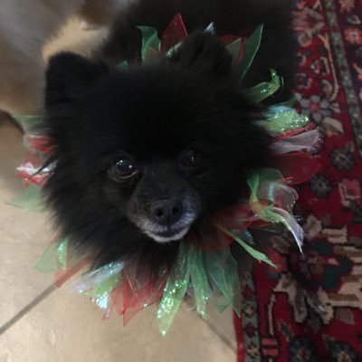 MaryDover1's profile picture. Minority, Love to garden, wife, mother and grandmother. Retired Civil servant, animal lover. #NastyWoman & proud of it! MAGAS will be Blocked Biden/Harris2020