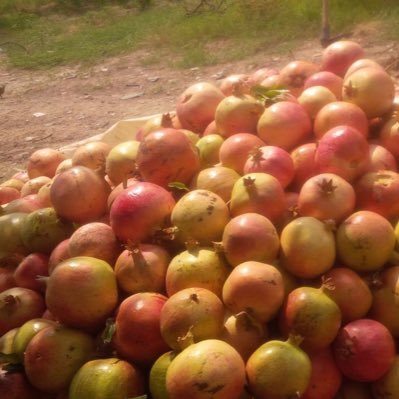 mushtalalraman's profile picture. 🌱🌴🌳🌲 لبيع جميع انواع الشتلات الزرعية 🎄🍄🌿☘️🍀🌹🌷🌻🌸   طوّر التشغيل وتفعيل النشاط نسعى لرضائكم