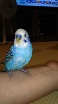 セキセイインコのダイ、2017年2月生まれの男の子です。おしゃべりはへたっぴです。