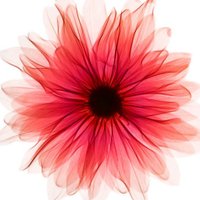 Miriam (@miri_gs) 's Twitter Profile