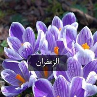 عيش في حبك ياقلبي وكن محسنأ (@saidamur5) 's Twitter Profile Photo