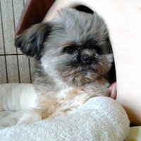 🐕オネコロ🐕 (@onecolor_btcfx) 's Twitter Profile