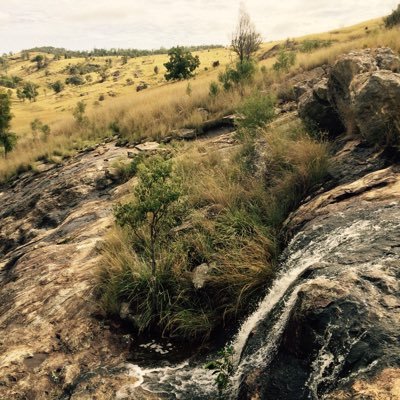 Late arrival to farming, grazier, ex-public servant and lover of gardens, on the land of the Ngarabal people. Find me at @christipb.bsky.social
