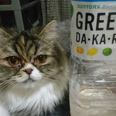 POPO20160307's profile picture. 2歳の誕生日を記念に始めました。2016年３月７日生まれ。マンチカンの元気でイタズラ大好きな女の子。ママさんと間違えられますが、主はパパさんですw毎日お留守番を頑張ってるポポさんをよろしくお願いします🎵ﾆｬｯﾁﾝｸﾞのﾆｬﾝﾌﾙｴﾝｻｰとして活動中です✨
#猫好きさんと繋がりたい
#ニャッチング
#ニャンフルエンサー